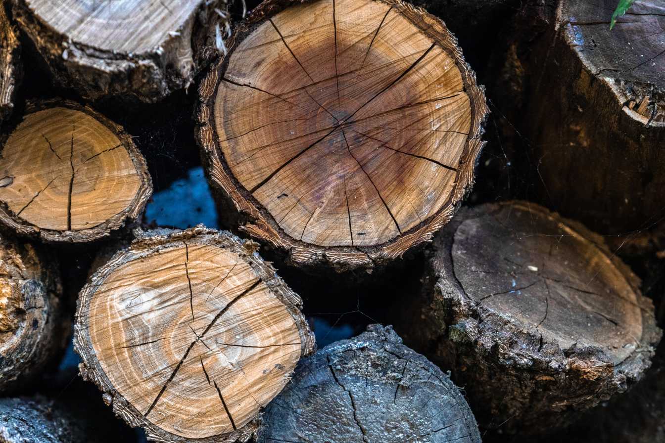 bois-de-chauffage-a-40-euros-le-stere-realite-ou-arnaque-2