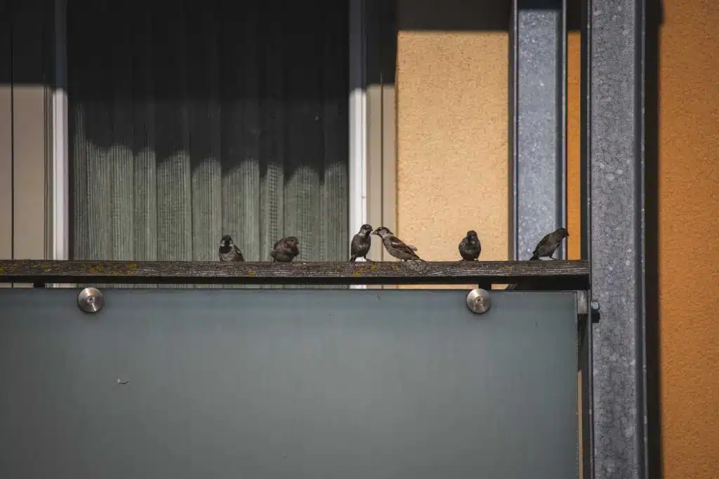 comment faire fuir les pigeons recettes de grand mere et astuces efficaces 1
