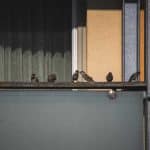 comment faire fuir les pigeons recettes de grand mere et astuces efficaces 1