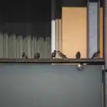 comment faire fuir les pigeons recettes de grand mere et astuces efficaces 1