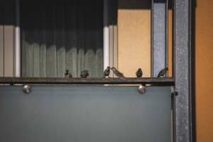 comment faire fuir les pigeons recettes de grand mere et astuces efficaces 1