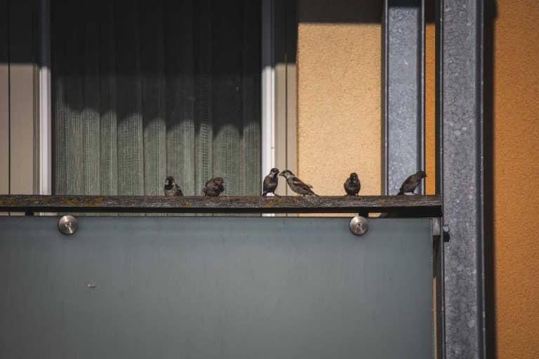 comment faire fuir les pigeons recettes de grand mere et astuces efficaces 1