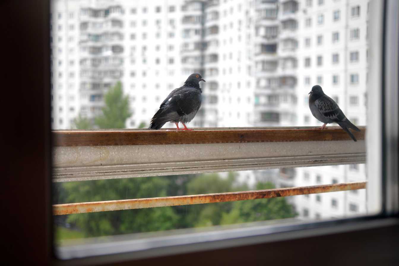 comment-faire-fuir-les-pigeons-recettes-de-grand-mere-et-astuces-efficaces-3