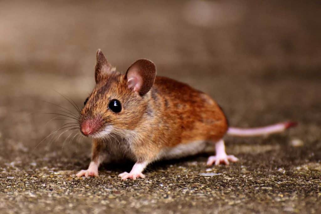 comment priver les souris de ce qui les attire prevention anti souris efficace 1