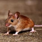 comment priver les souris de ce qui les attire prevention anti souris efficace 1