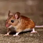 comment priver les souris de ce qui les attire prevention anti souris efficace 1