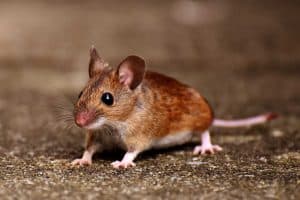 comment priver les souris de ce qui les attire prevention anti souris efficace 1