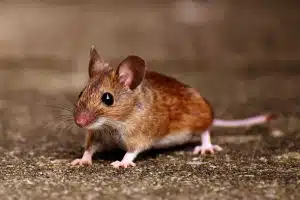 comment priver les souris de ce qui les attire prevention anti souris efficace 1