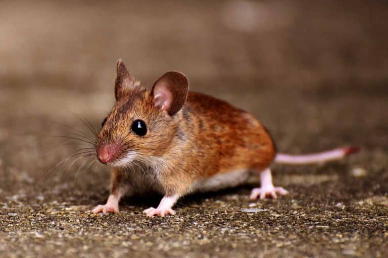 comment priver les souris de ce qui les attire prevention anti souris efficace 1