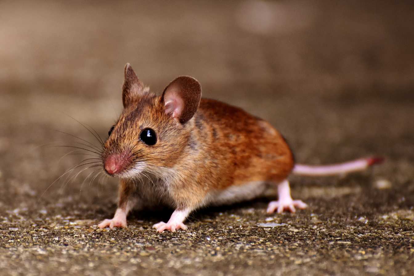 comment priver les souris de ce qui les attire prevention anti souris efficace 1