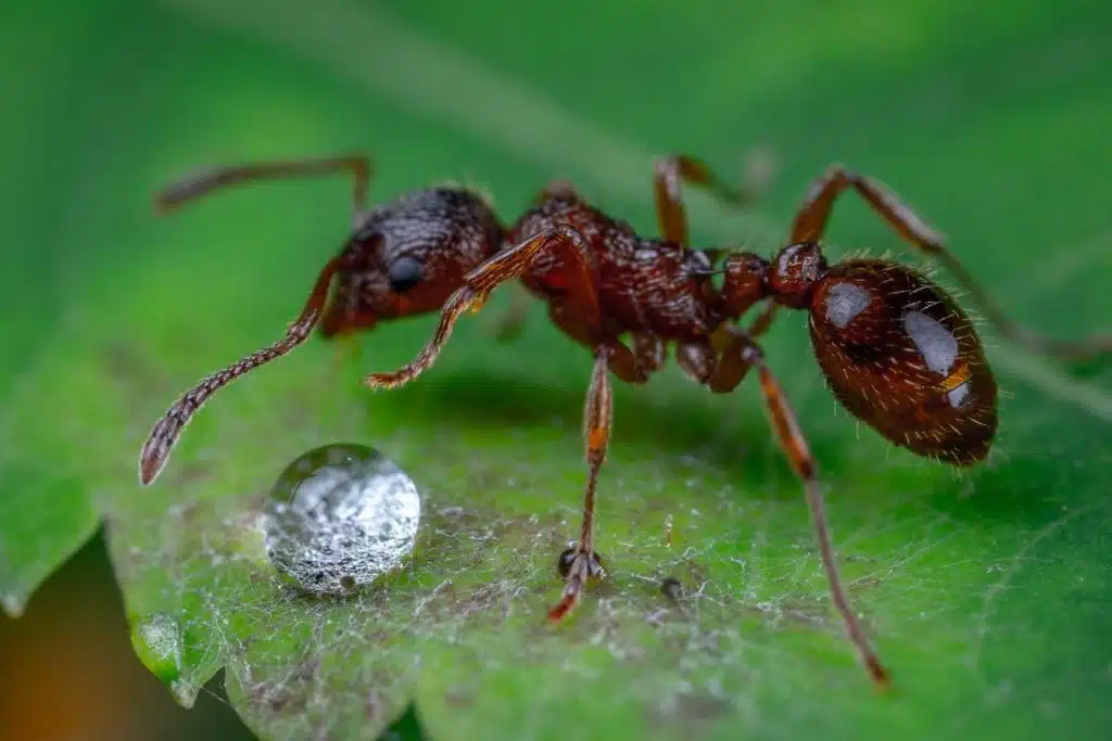 comment tuer des fourmis efficacement solutions naturelles et radicales 1
