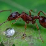 comment tuer des fourmis efficacement solutions naturelles et radicales 1