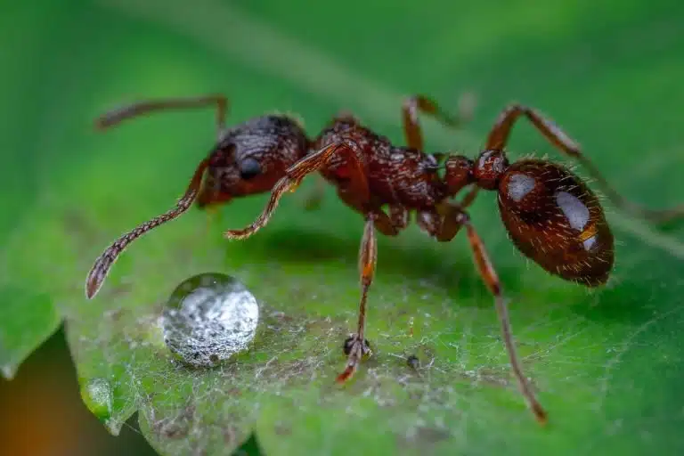 comment tuer des fourmis efficacement solutions naturelles et radicales 1