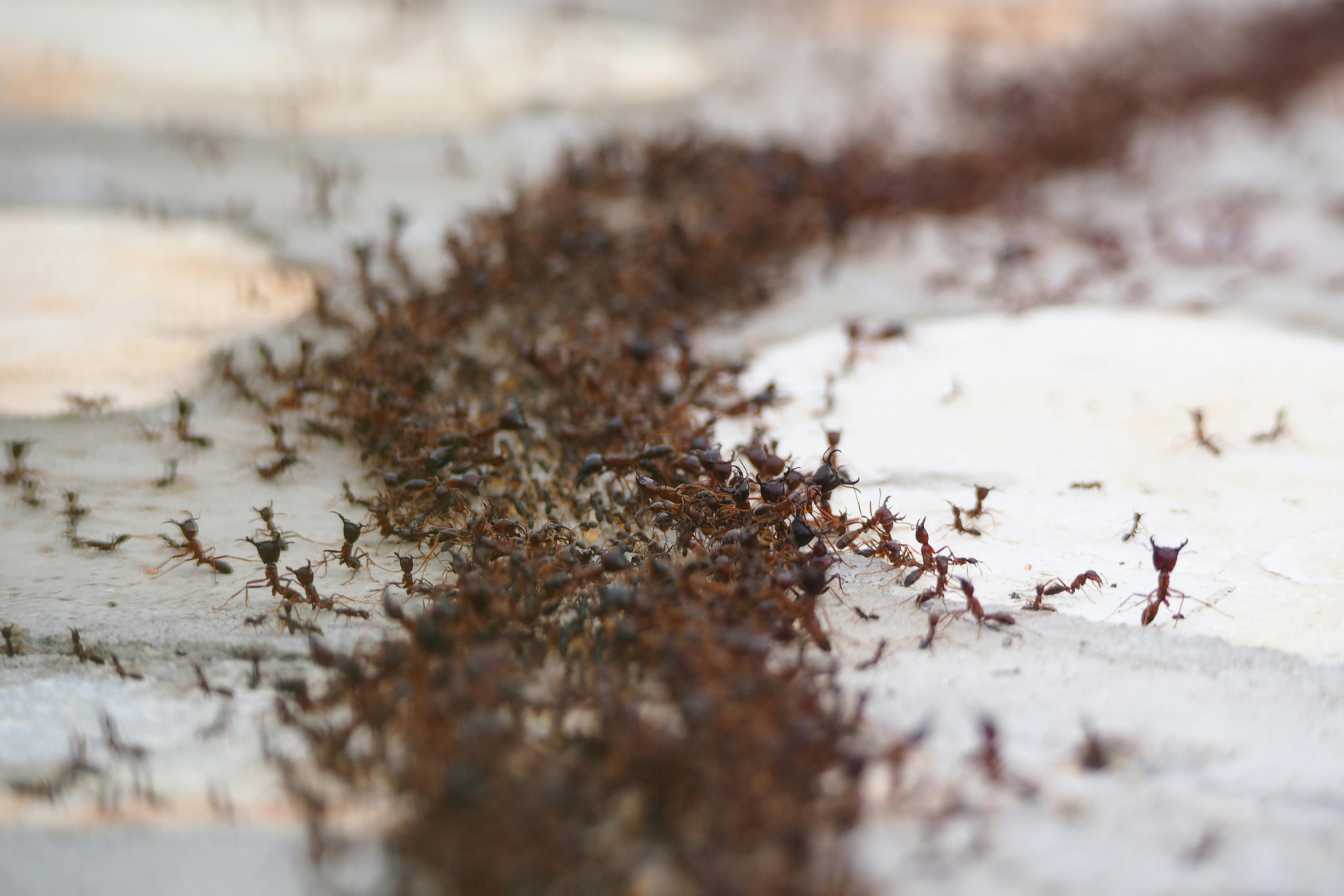 comment-tuer-des-fourmis-efficacement-solutions-naturelles-et-radicales-2