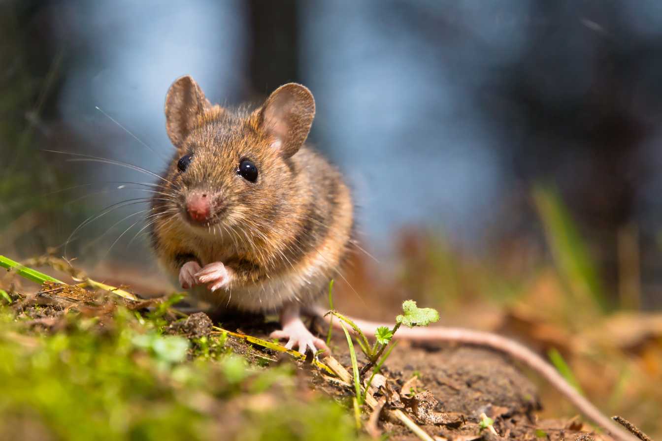 mulot-ou-souris-les-6-differences-essentielles-pour-les-identifier-chez-vous-2