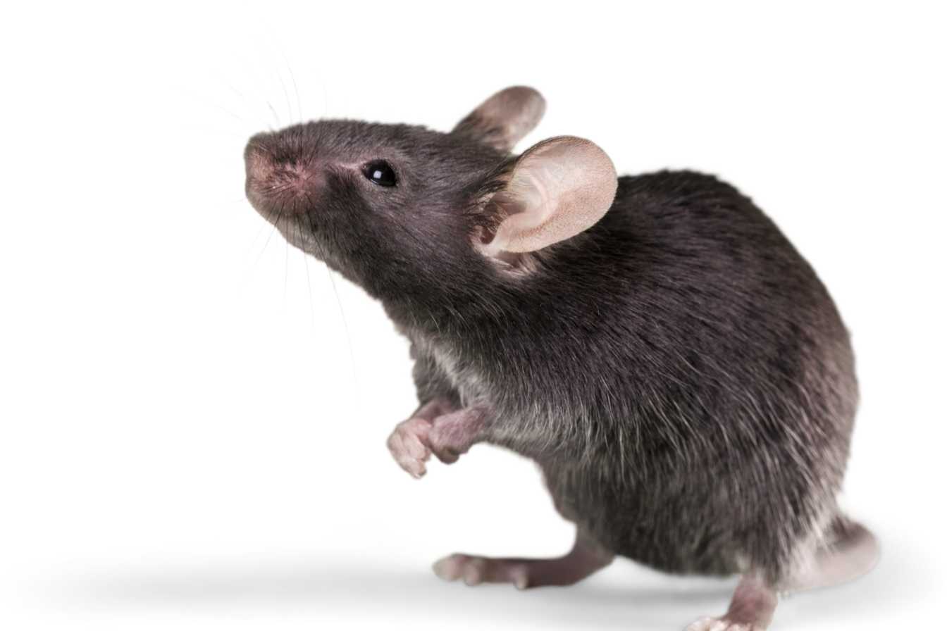 mulot-ou-souris-les-6-differences-essentielles-pour-les-identifier-chez-vous-3