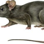repulsifs rat 7 solutions efficaces pour eloigner les rongeurs de votre maison 1