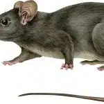 repulsifs rat 7 solutions efficaces pour eloigner les rongeurs de votre maison 1