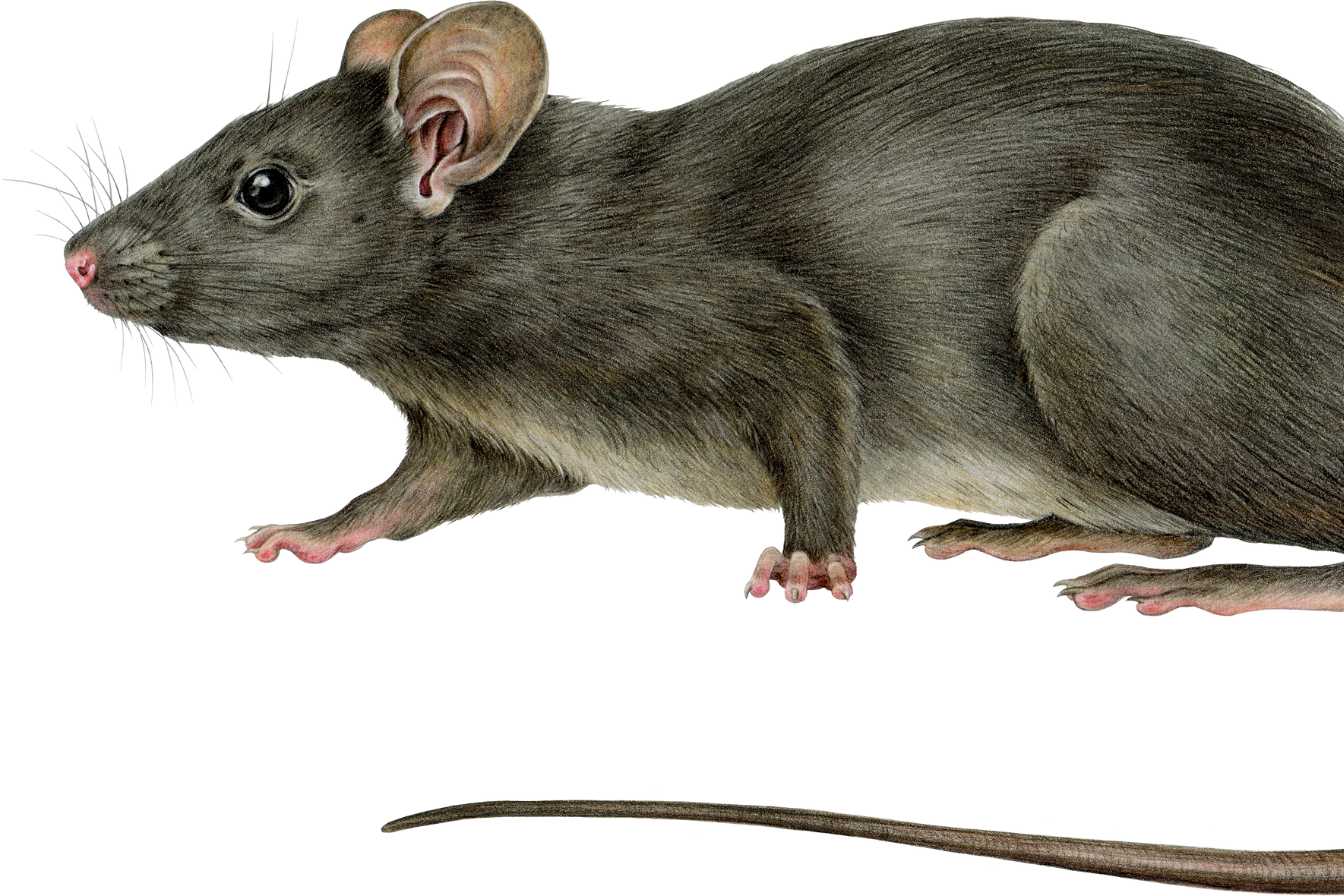 repulsifs rat 7 solutions efficaces pour eloigner les rongeurs de votre maison 1