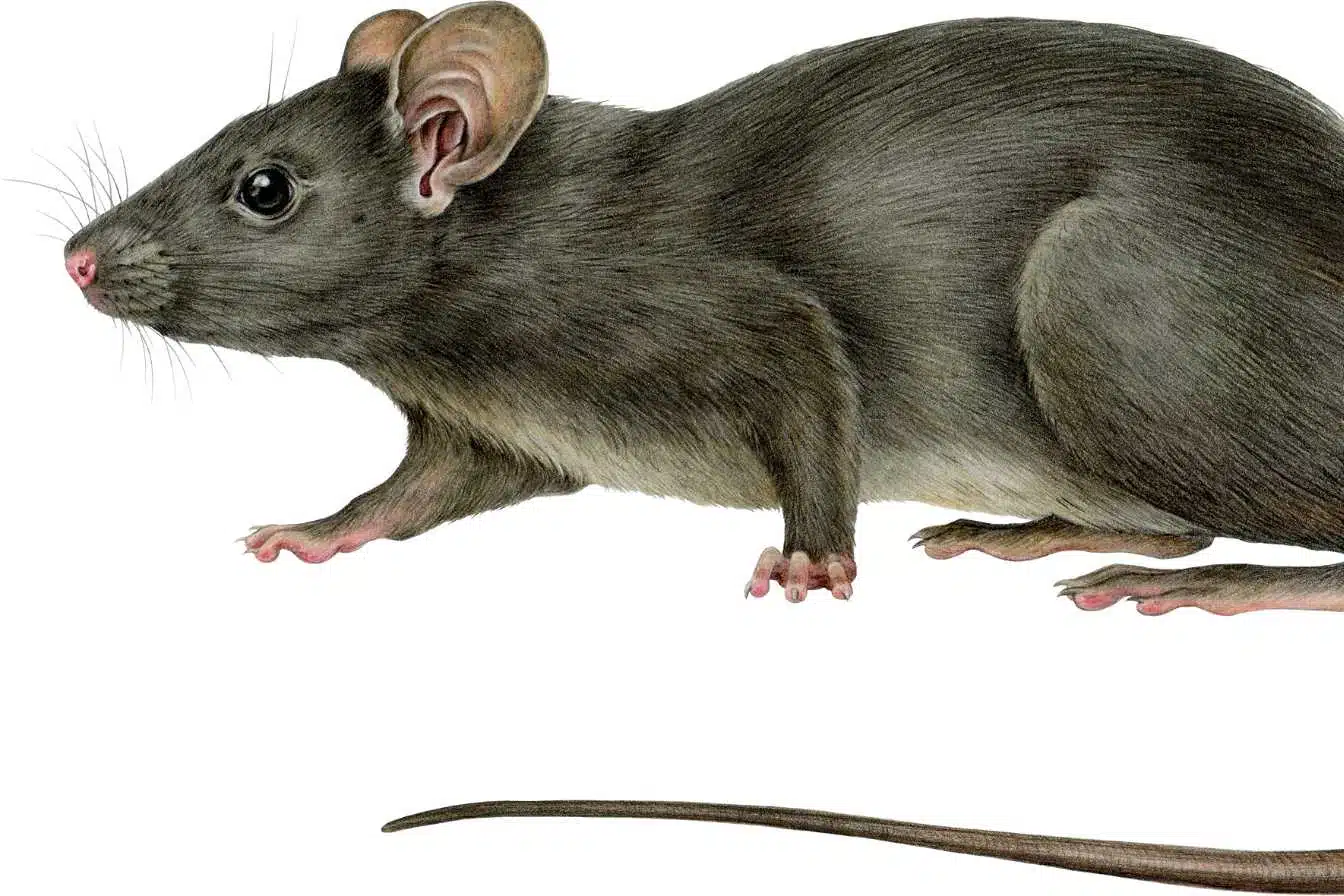 repulsifs rat 7 solutions efficaces pour eloigner les rongeurs de votre maison 1