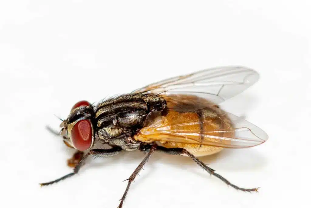 tout savoir sur la mouche identification risques et solutions efficaces 1