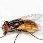 tout savoir sur la mouche identification risques et solutions efficaces 1
