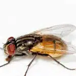 tout savoir sur la mouche identification risques et solutions efficaces 1
