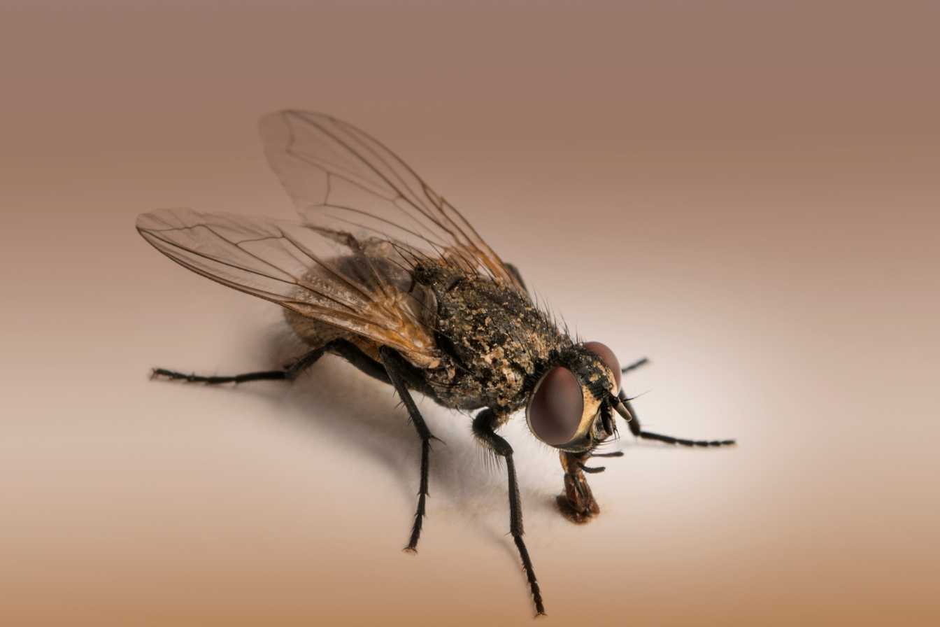 tout-savoir-sur-la-mouche-identification-risques-et-solutions-efficaces-3
